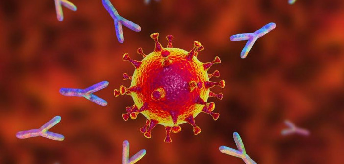Учёные: Выздоровление от коронавирусной инфекции дает пожизненную защиту антителами