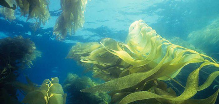 Foods: морские водоросли могут стать суперпродуктом и лекарством будущего