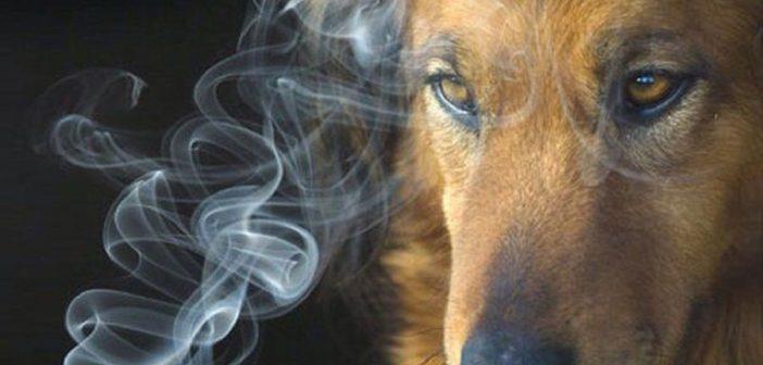 The Veterinary Journal: сигаретный дым увеличивает риск рака у собак в 6 раз
