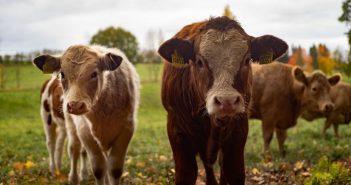 Оценка сельскохозяйственных животных: Что нужно знать о процедуре