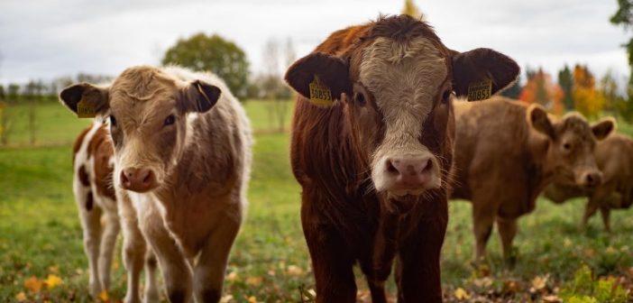 Оценка сельскохозяйственных животных: Что нужно знать о процедуре