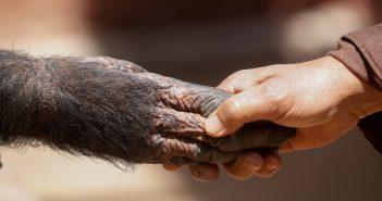 Current Biology: ритм общения у шимпанзе такой же, как у людей